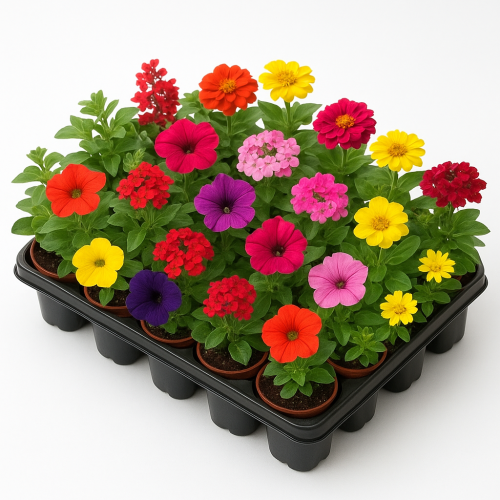 Sortiment Balkonblumen