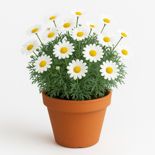 Margeriten (Normal)