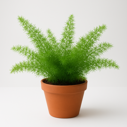 Asparagus