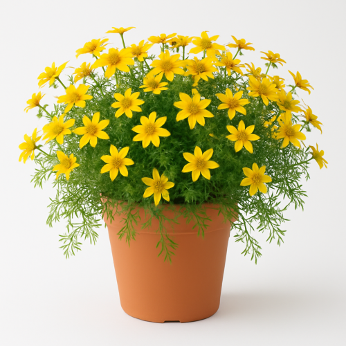 Bidens