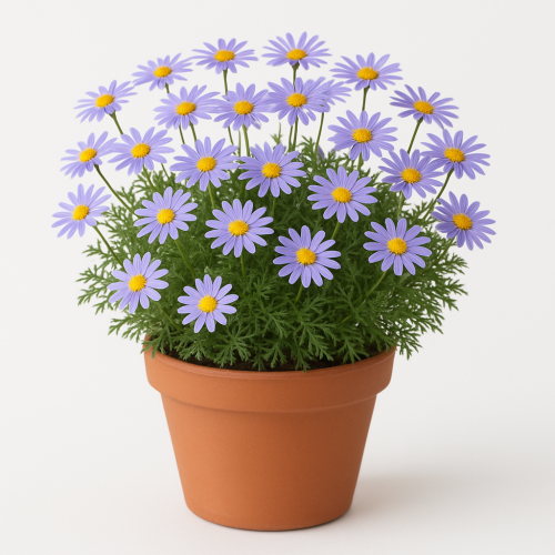Australisches Gänseblümchen
