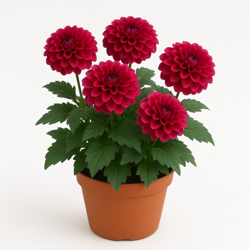 Dahlien