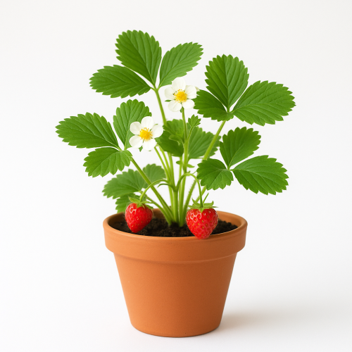 Erdbeeren