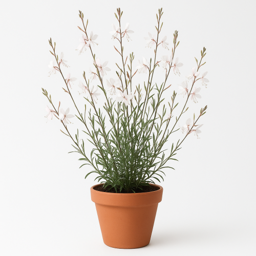 Gaura