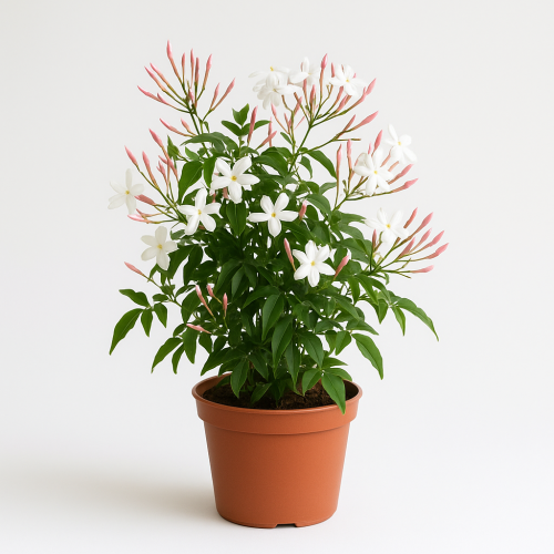 Jasmin