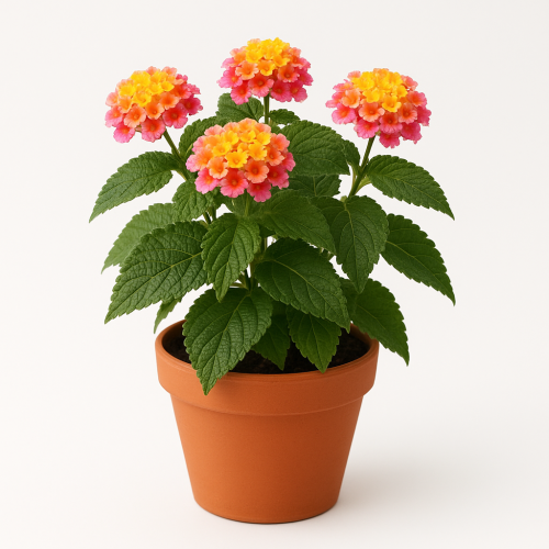 Lantana