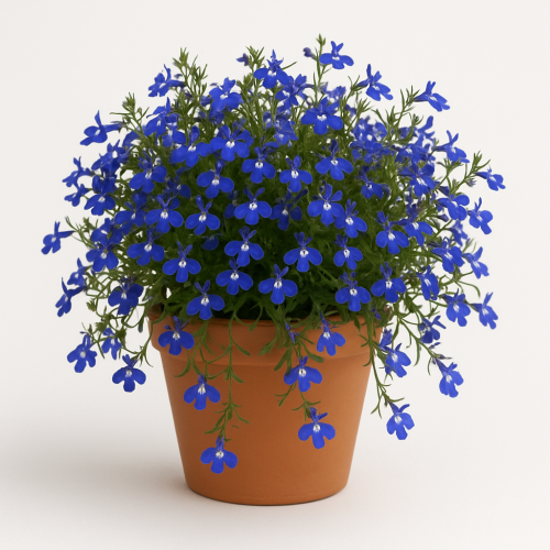Lobelien hängend