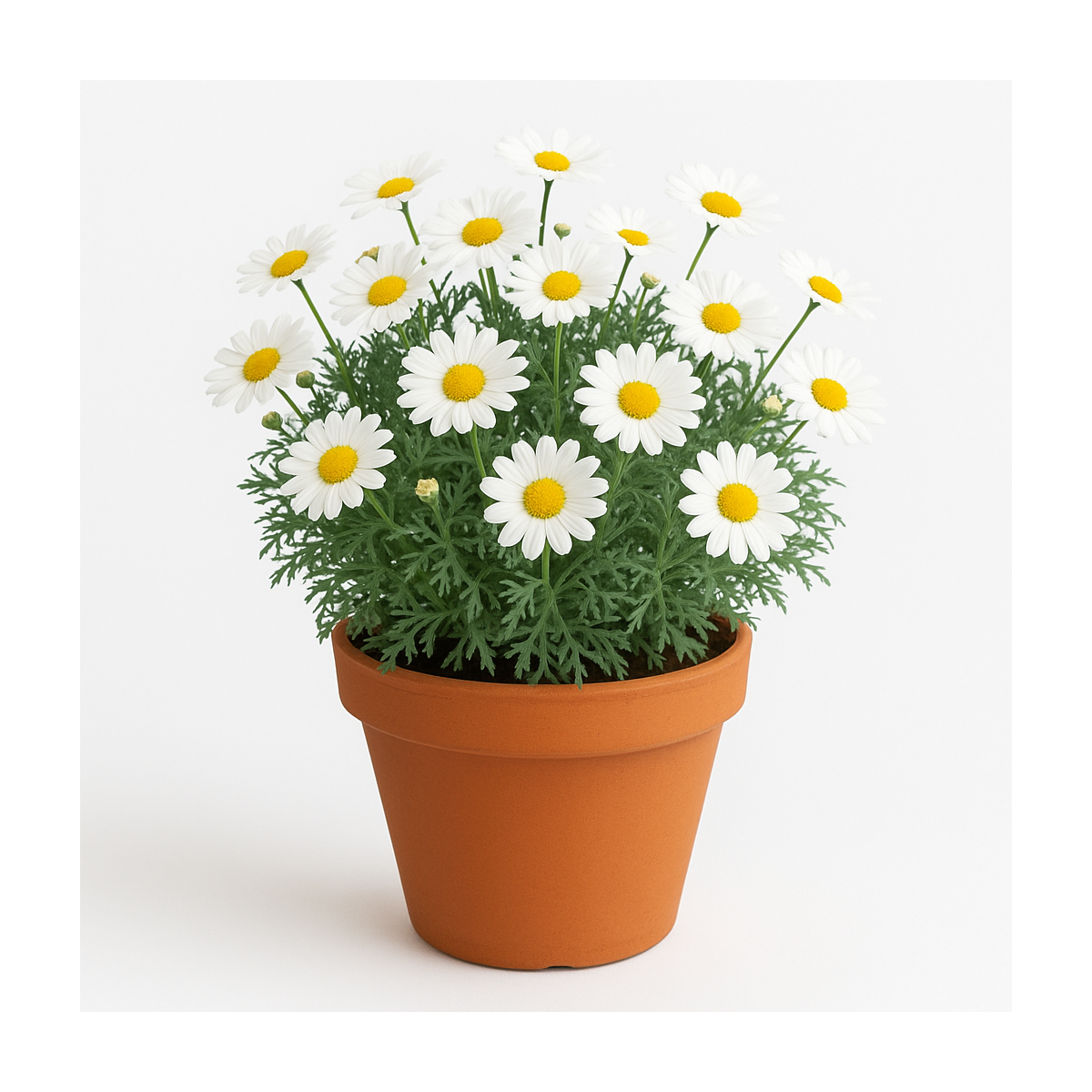 Margeriten (Normal)