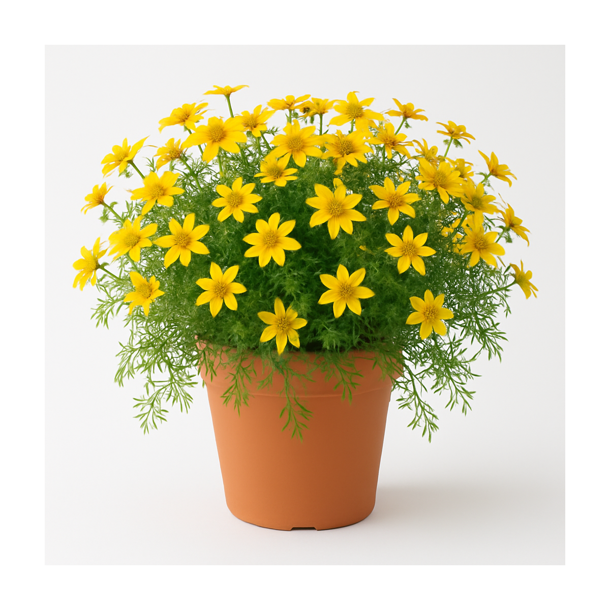 Bidens