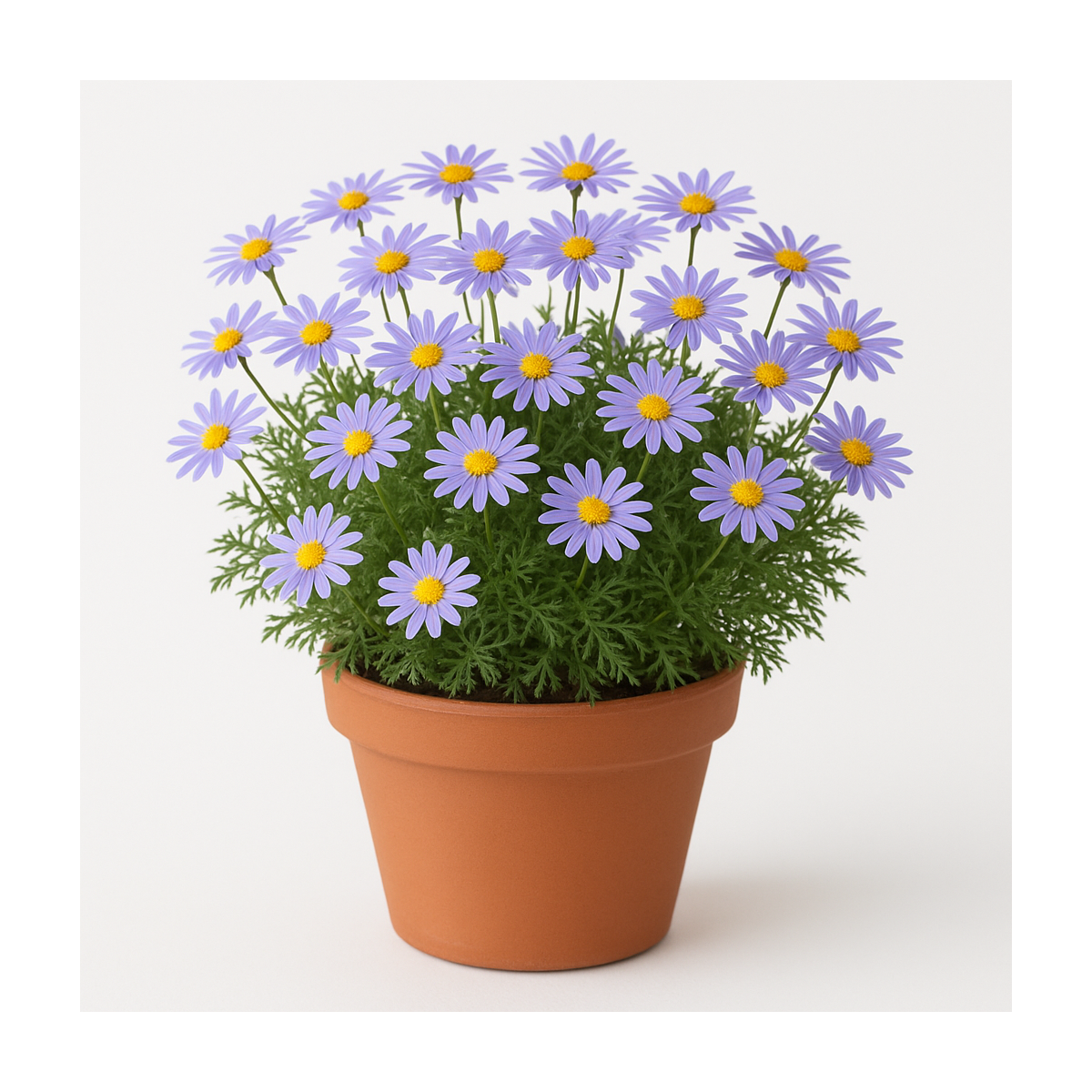 Australisches Gänseblümchen