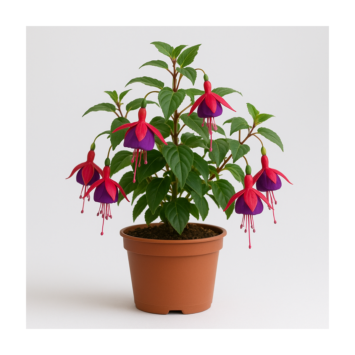 Fuchsien
