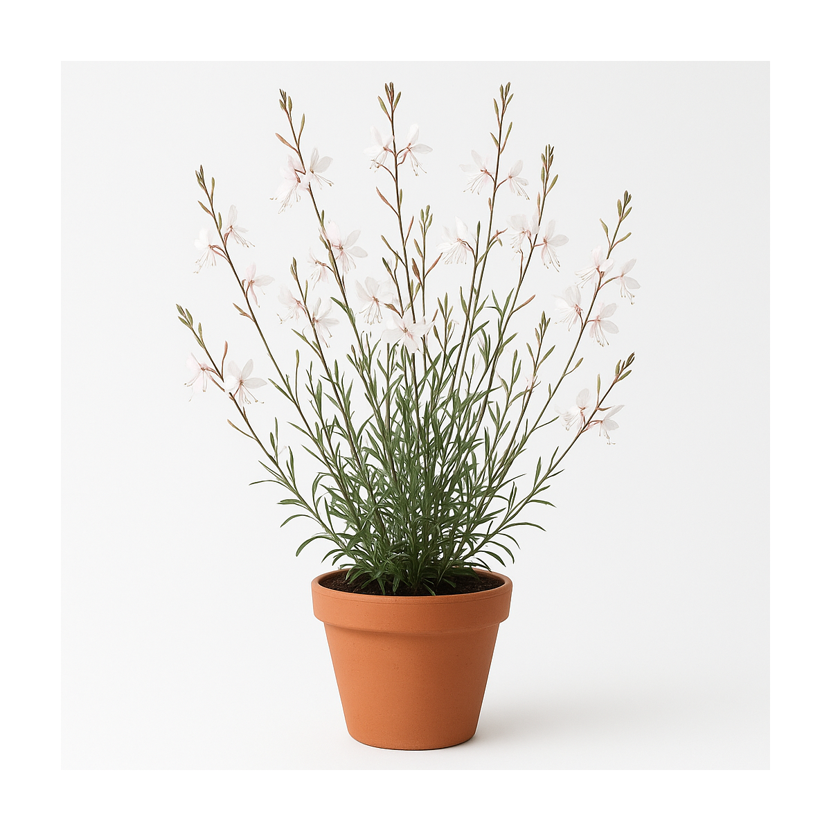 Gaura