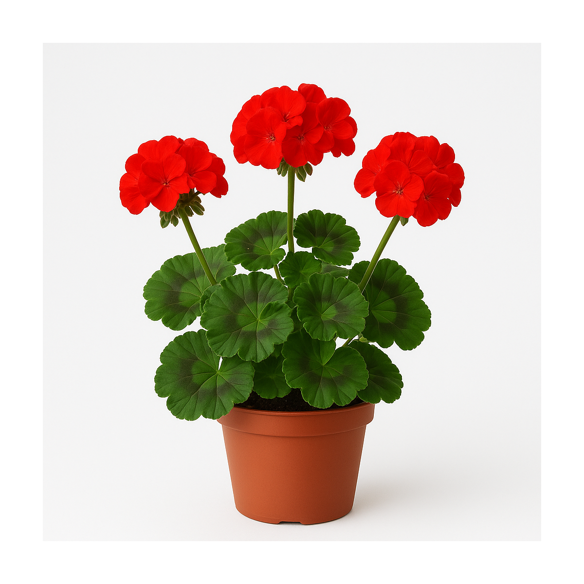 Pelargonien