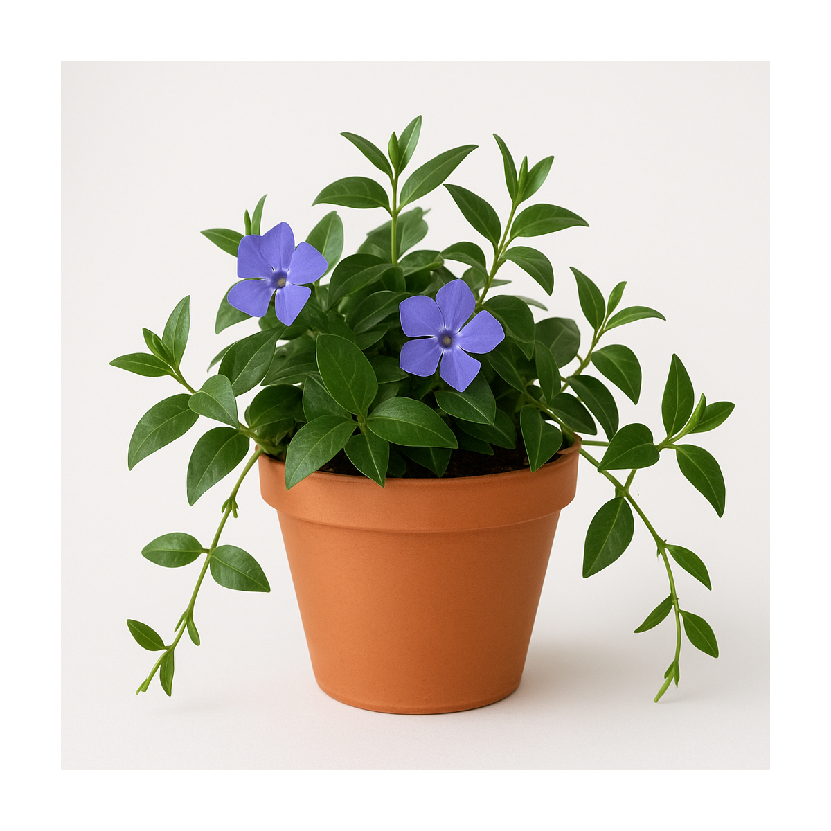 Vinca