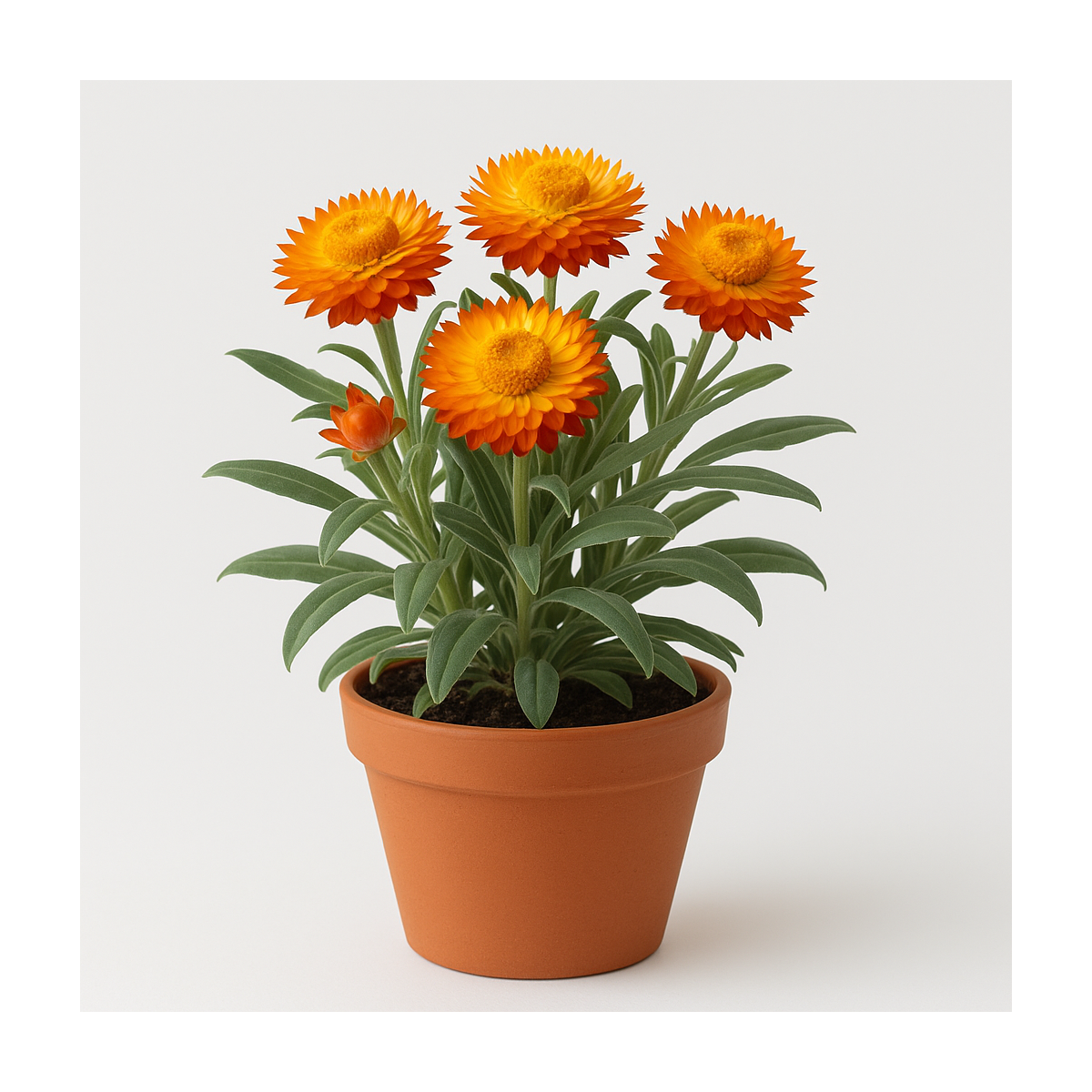 Strohblumen