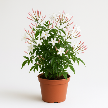 Jasmin