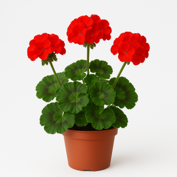 Pelargonien