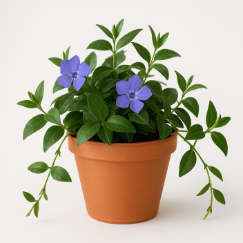 Vinca