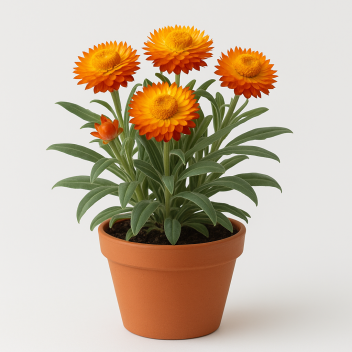Strohblumen