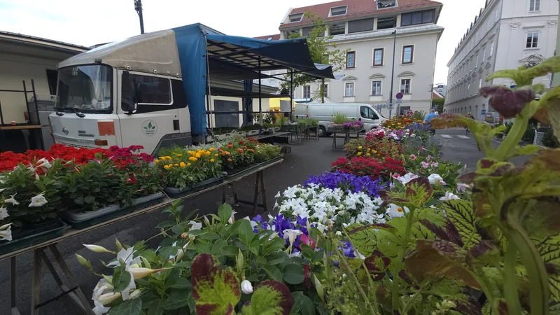 Beet- und Balkonpflanzen auf den Tischen des Marktstands