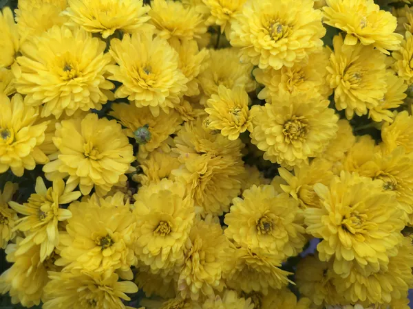 Gelb blühende Chrysanthemen von oben