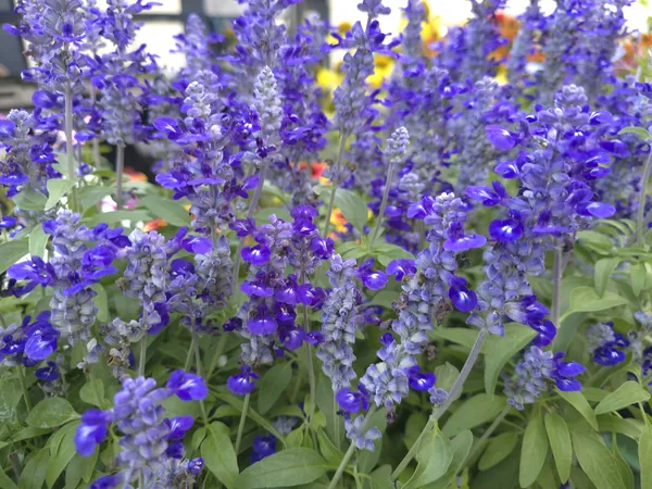 Blauer Ziersalbei mit graugrünem Laub