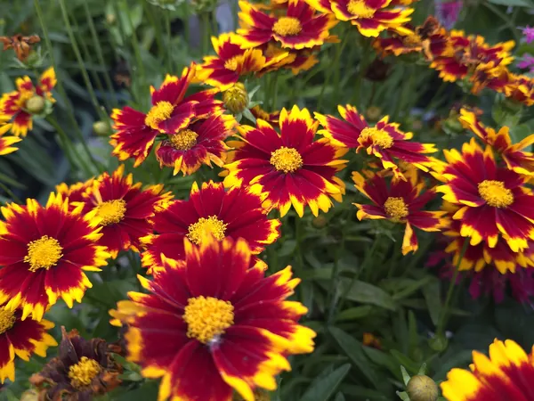 Rot-gelb blühendes Mädchenauge in voller Blüte
