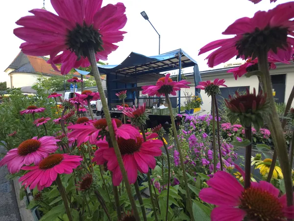 Blühender Sonnenhut in Magenta am Marktstand